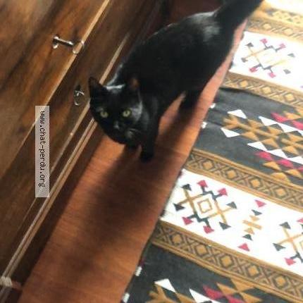 Photo 4/4 Zebulon Chat lost in Meudon