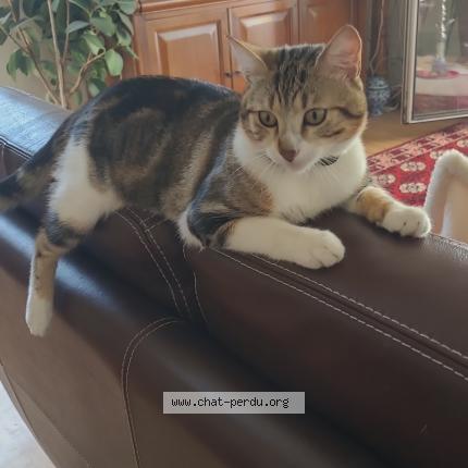 Photo 1/1 Chicago Chat lost in Nantes