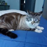 Picture of cat lost at Pegomas