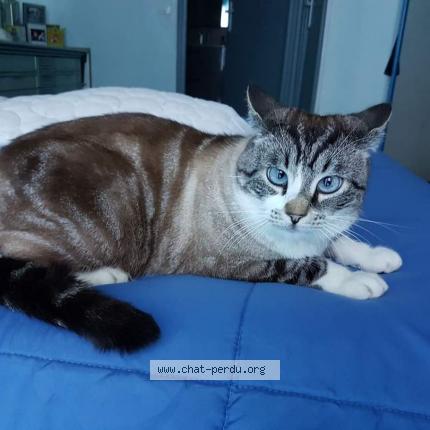 Photo 1/1 Tinou Chat lost in Pegomas