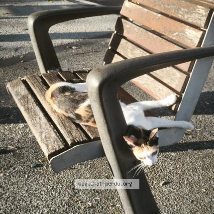 Photo 1/1 Ariel Chat lost in Nice