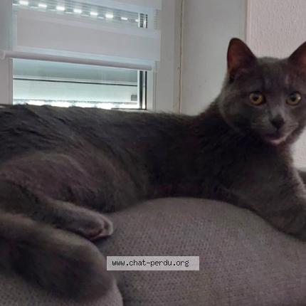 Photo 1/1 Pipou Chat lost in Strasbourg