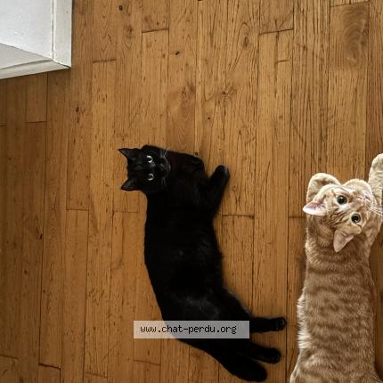 Photo 1/1 Zitoun Chat lost in Toulouse