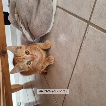 Photo 1/1 Found cat Found in Villeneuve les beziers