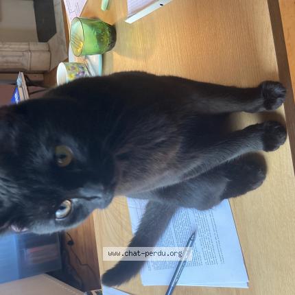 Foto 1/1 Kat teruggevonden Vermist in Bruxelles