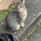 Picture of cat lost at Ecully