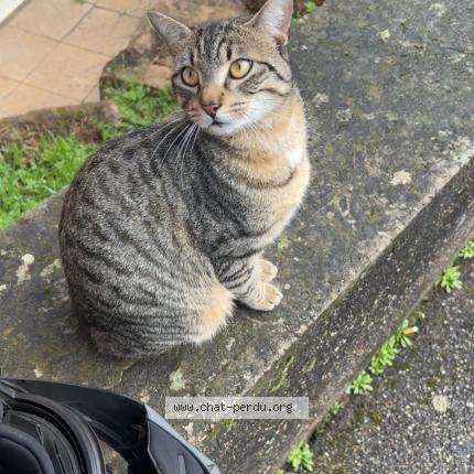 Photo 1/1 Zizou Chat lost in Ecully