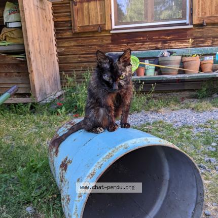 Photo 1/1 Pépite Chat lost in Retournac