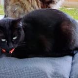 Picture of cat lost at Marcoussis