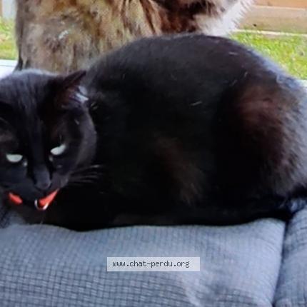 Photo 1/1 Bella Chat lost in Marcoussis