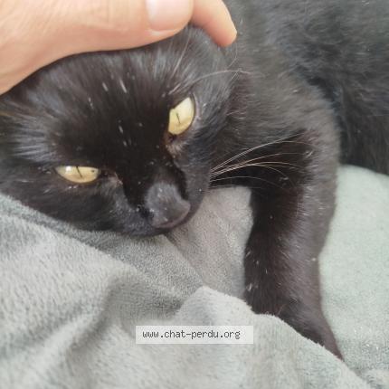 Photo 1/1 Found cat Found in Brenthonne