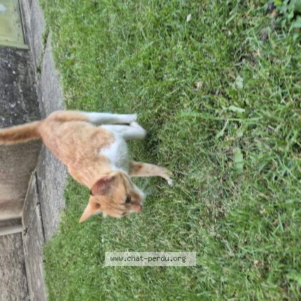 Photo 1/1 Found cat Found in Saint maur sur le loir
