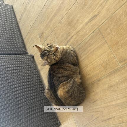 Photo 1/1 Titi Chat lost in Genissieux