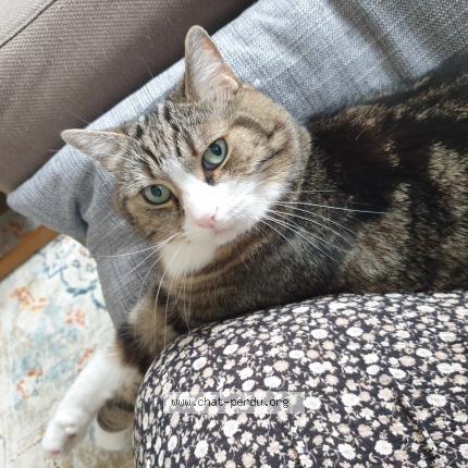Foto 1/1 Wiedergefundene Katze Verloren in Pratz