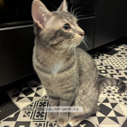 Photo 1/1 Mochi Chat lost in Bruges