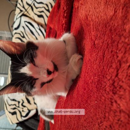 Photo 1/1 Found cat Found in Charte de bretagne