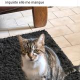 Picture of cat lost at Lastic