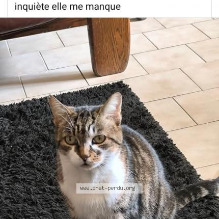 Photo 2/2 Lili Chat lost in Lastic