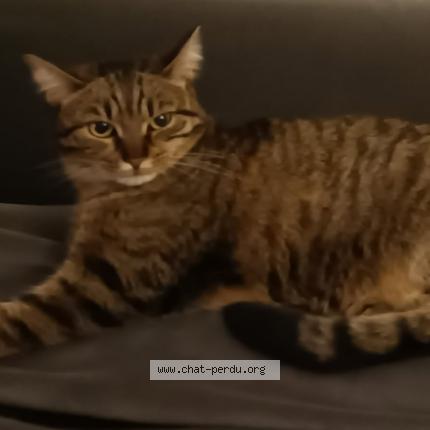 Photo 1/1 Praline Chat lost in Haguenau