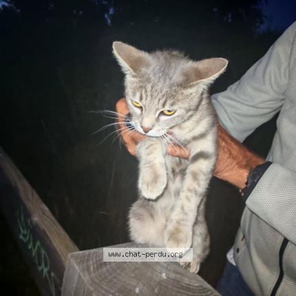 Photo 1/1 Found cat Found in La roche blanche