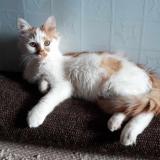 Picture of cat lost at Lascelle