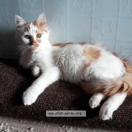 Photo 1/1 TIMINET Chat lost in Lascelle