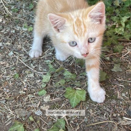 Photo 1/1 Minou Chat lost in Tignieu jameyzieu