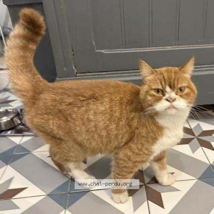 Photo 1/1 Found cat Found in Le grand village plage