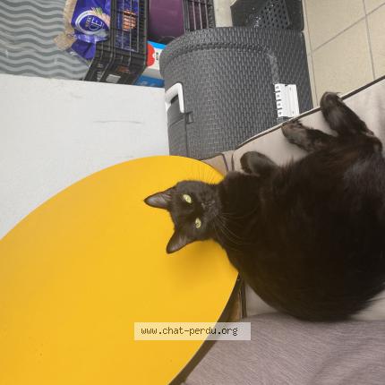 Photo 1/1 Mokat Chat lost in Strasbourg