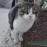 Picture of cat found at Perpignan