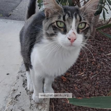 Photo 1/1 Found cat Found in Perpignan