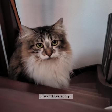 Photo 1/1 Moïra Chat lost in Toulouse