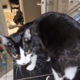 P&eacute;pette