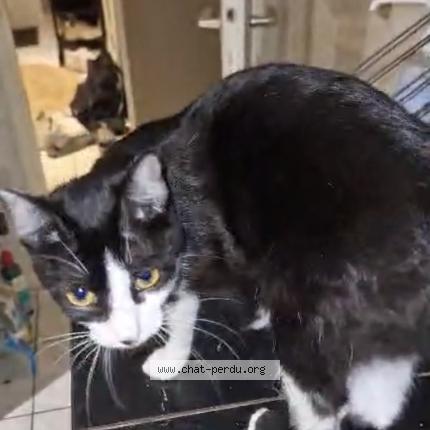 Photo 1/1 P&eacute;pette Chat lost in Boudry