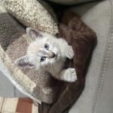 Picture of cat lost at Saint Germain La Blanche Herbe