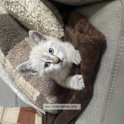 Photo 1/1 Alun Chat lost in Saint germain la blanche herbe