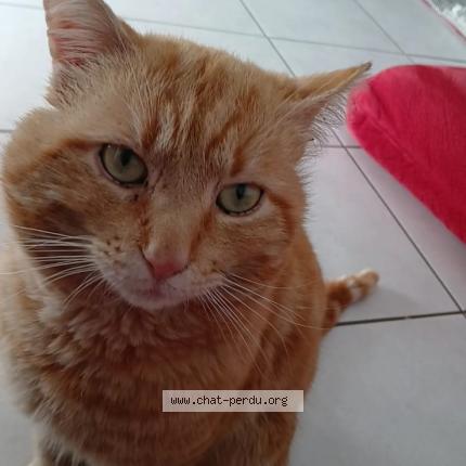 Photo 1/4 Memew Chat lost in Villeurbanne