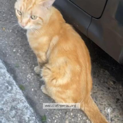 Photo 2/4 Memew Chat lost in Villeurbanne