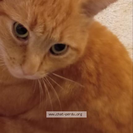 Photo 3/4 Memew Chat lost in Villeurbanne