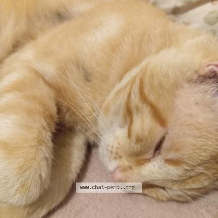 Photo 4/4 Memew Chat lost in Villeurbanne