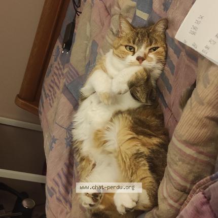 Photo 1/1 Bali Chat lost in 38380 st laurent du pont