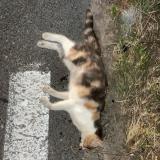 Picture of cat found at Le Cres