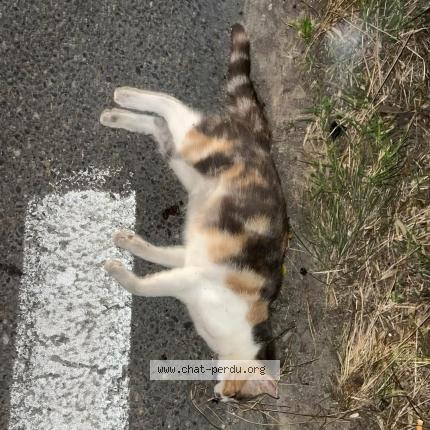 Photo 1/1 Found cat Found in Le cres