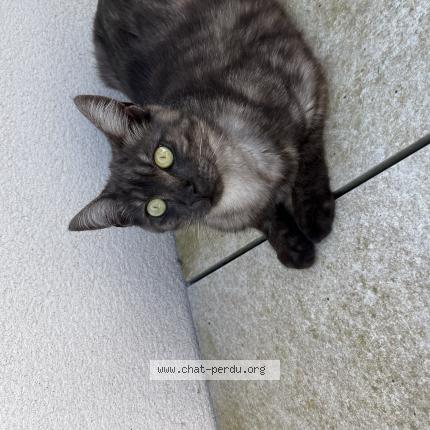 Photo 1/1 Poppy Chat lost in Serignan