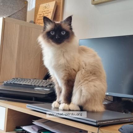 Photo 1/1 Sherlock Chat lost in Sainte pazannz