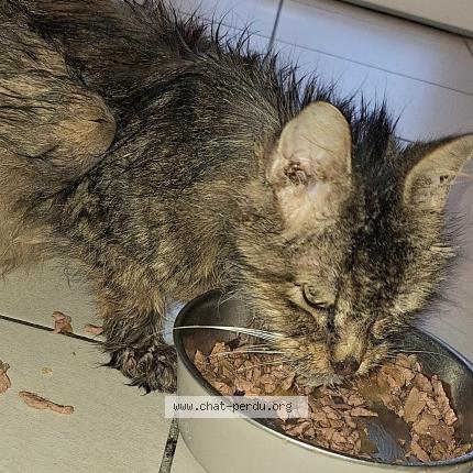 Photo 1/1 Cat reunited Found in Wattrelos