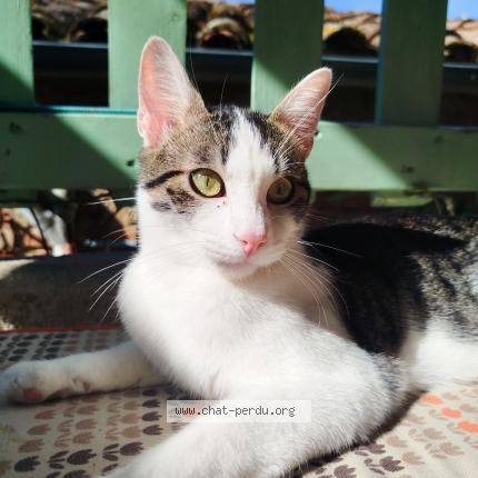 Photo 1/1 Gnocchi Chat lost in Revel