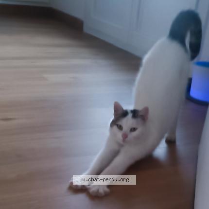 Photo 1/1 Saphir Chat lost in Vierzon