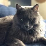 Picture of cat lost at Plourin Les Morlaix