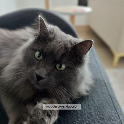 Photo 2/2 Ponyo Chat lost in Plourin les morlaix